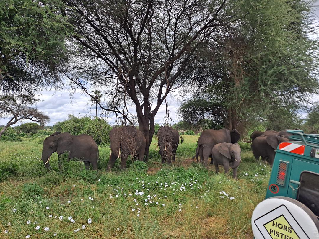 2 Jours 1 Nuit — Tarangire & Ngorongoro